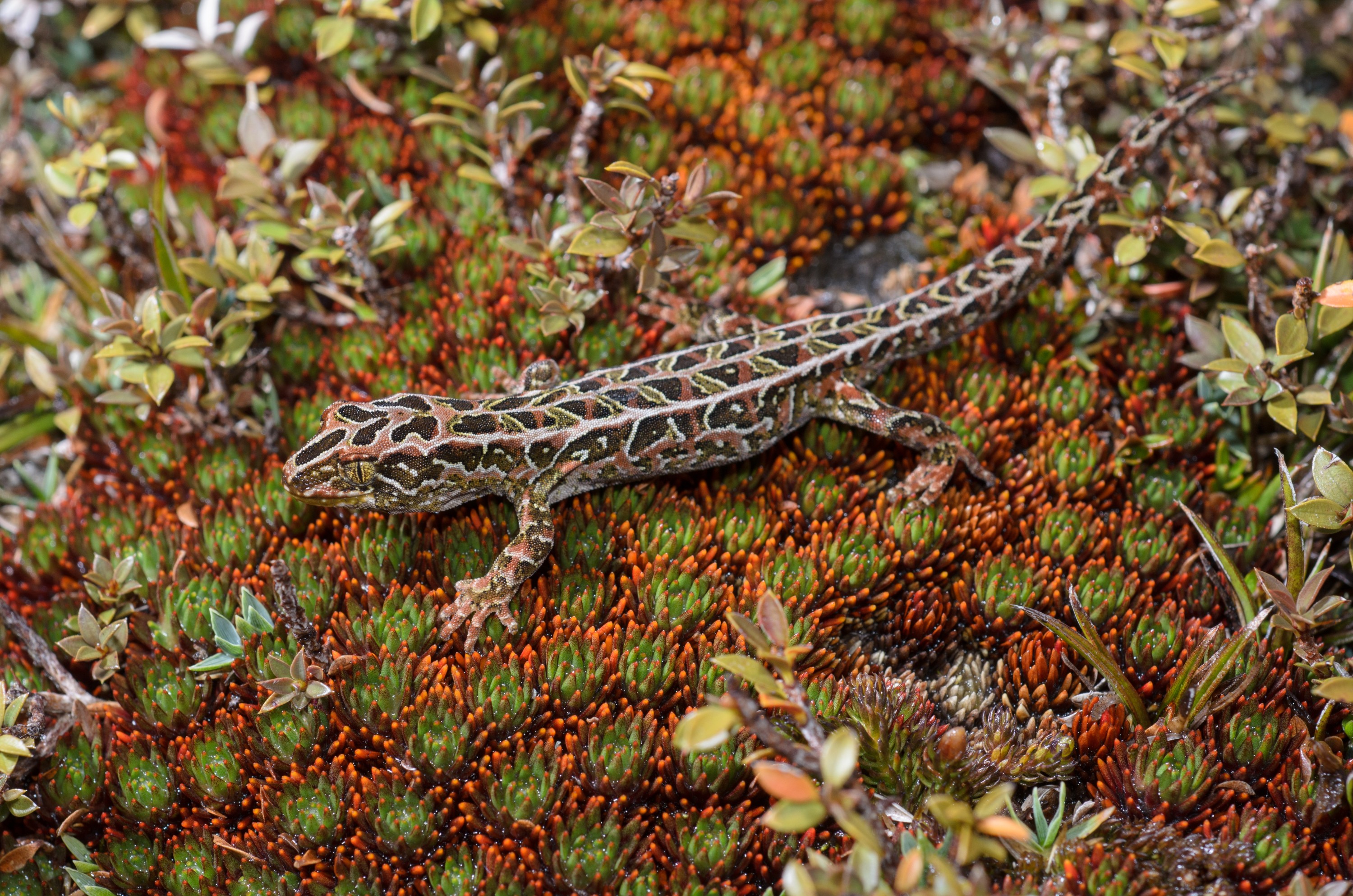 DSC_2793 – Adventure, Crispin, Hoplodactylus, Island, March 2017, National Park, New, New Zealand, Rakiura, South, Stewart, Tukutuku rakiurae, Zealand, amazing, gecko, harlequin gecko, rare, stunning
